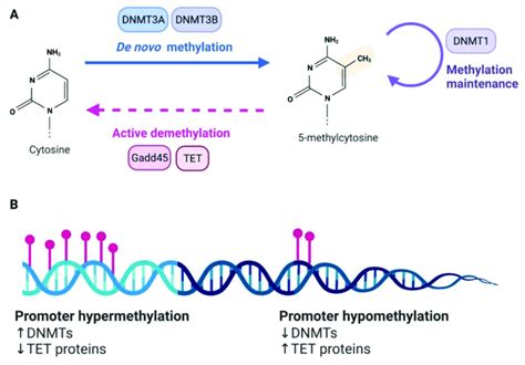 Dna Methylation A Dna Methylation And Demethylation Are Under The