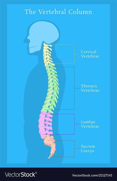 Vertebral Column All Vertebrae Cervical Thoracic Vector Image