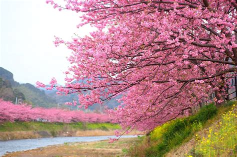 See Cherry Blossoms And More Colorful Japanese Spring Festivals In