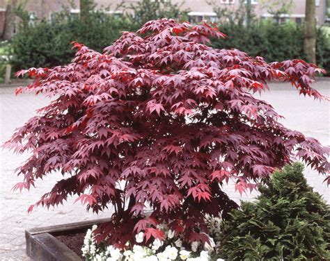 Acero Rosso Giapponese Acer Palmatum Fireglow Pianta Innestata In