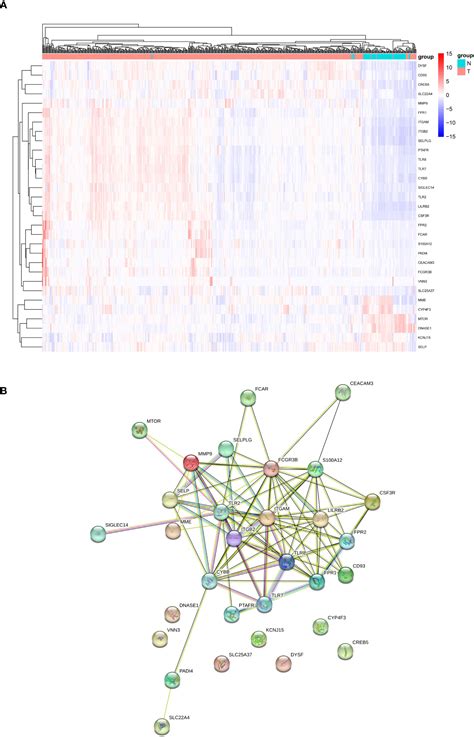 Frontiers Prognostic Value Of Neutrophil Extracellular Trap Signature