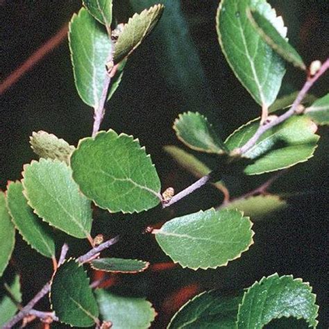 Swamp Birch Betula Pumila