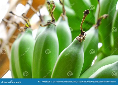 green bananas growing  thailand   tree waiting   harvested