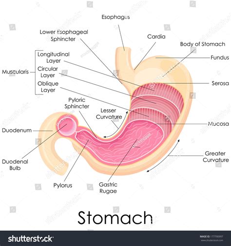 Vector Illustration Diagram Human Stomach Anatomy Stock Vector (Royalty ...