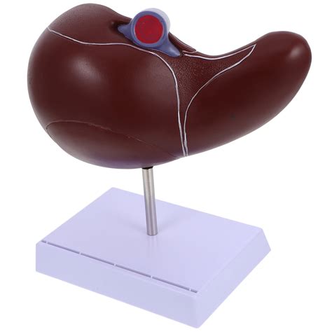 School Display Human Liver Anatomical Model Lifelike With Base