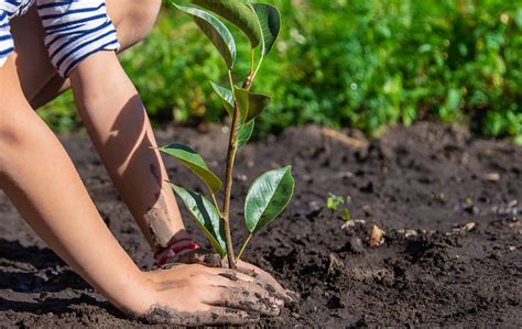 Regresa a Clases con un Árbol continúa durante el ciclo escolar 2022