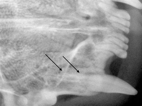 Exodontics: Dog and Cat Tooth Extraction - Pet Dentistry