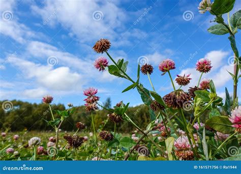 Clover Flowers On The Field Against The Blue Sky Wildflowers Stock