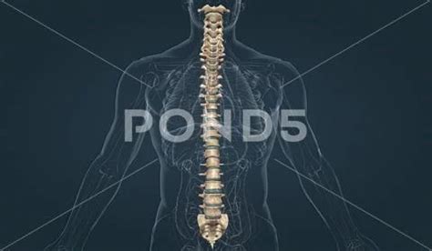 Five vertebrae are fused together to form the sacrum (part of the ...