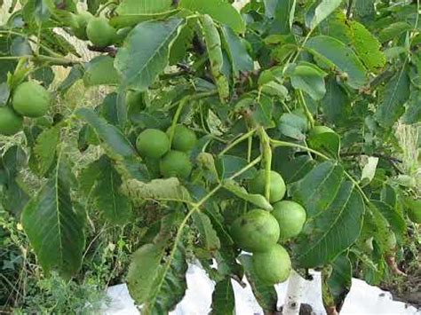 Орех Грецкий Скороплодный Иван Багряный саженцы купить в Москве и ...