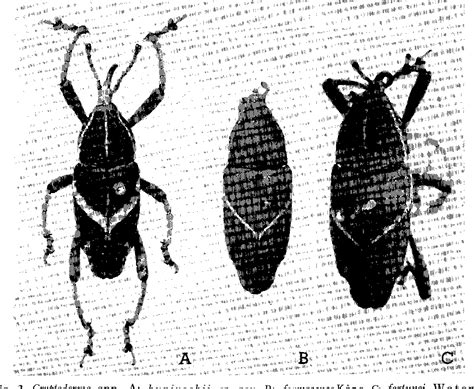 Wolbachia endosymbiont of Monolepta shirozui | Semantic Scholar