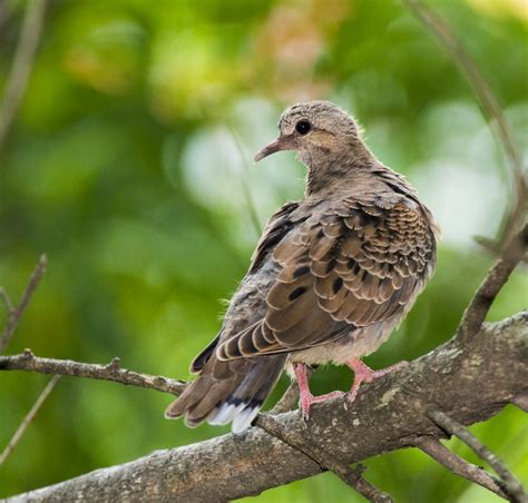 Eared Dove - Owen Deutsch Photography