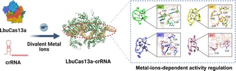 Impact Of Divalent Metal Ions On Regulation Of Transcleavage Activity