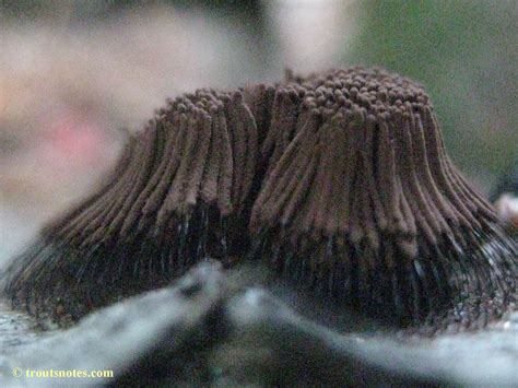 Chocolatetube Slimemold2014sept30img1690 Trouts Notes