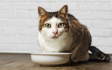 Best Wet Cat Food Guide - Top Tips and Reviews To Help You Choose