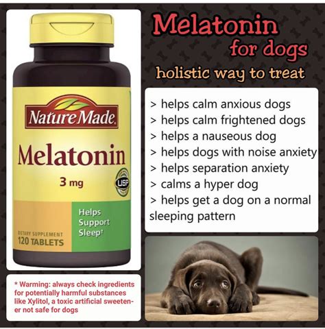 Dog Melatonin Dosage Chart - Best Teas Online