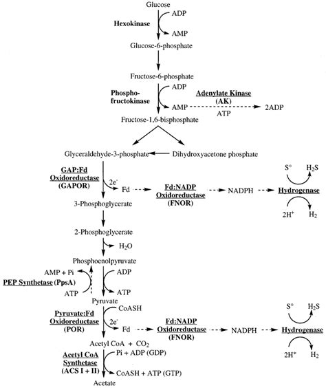 Proposed Glycolytic Pathway In P Furiosus The Enzymes Whose