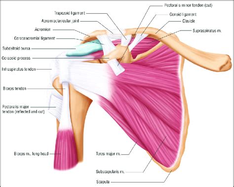 Right Shoulder Anatomy Diagram