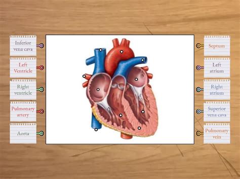 Cardiovascular System Heart Labelled Diagram