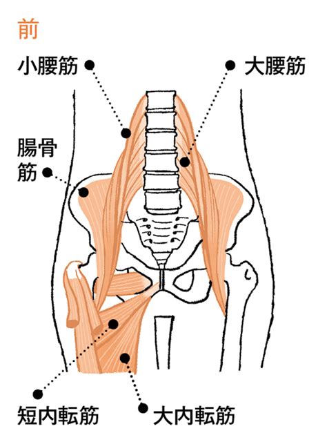 お尻を鍛えて階段もラクラク！／お尻の筋肉が衰えやすい日本人のための効率的な筋肉強化法 2