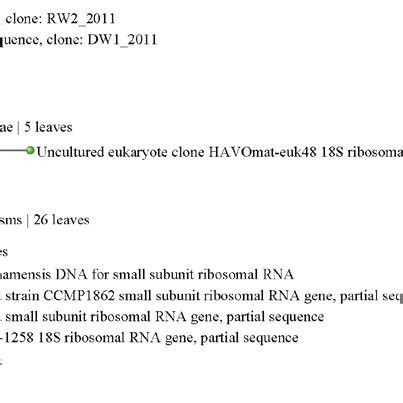 Phylogenetic Tree Was Inferred By Using 18S RRNA And ITS1 5 8S ITS2