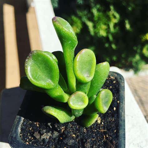 Shrek Ear Succulent The Ideal Houseplant For Beginner Gardeners