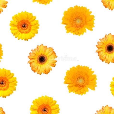 Colorful Gerbera stock photo. Image of gerbera, nature - 7871954