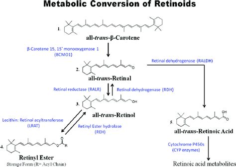 The Metabolism Of Carotene And Retinoids All Retinoid Is Originally