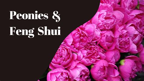 Peonies Feng Shui And The Blossoming Of Love And Abundance Youtube