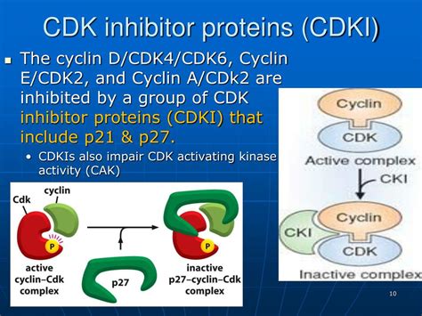 Ppt Regulation Of Cell Cycle Powerpoint Presentation Free Download