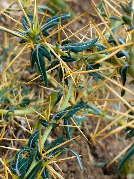 Detalle De Una Planta Espinosa En El Desierto De Israel Foto Premium