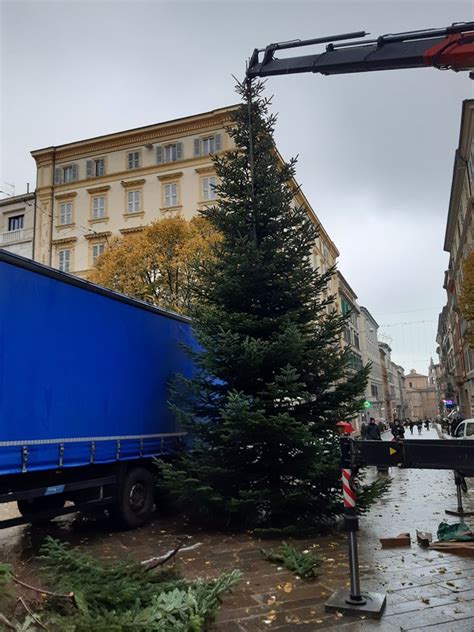 Arrivato L Albero Di Natale Fervono I Preparativi Per L