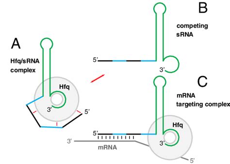 Model For The Interaction Of An SRNA With Hexameric Hfq A Binding Of