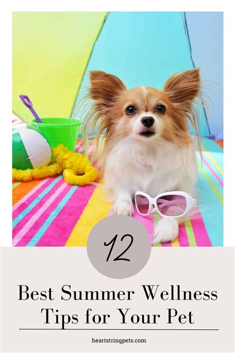 12 Best Summer Wellness Tips for Your Pet - Heart String Pets