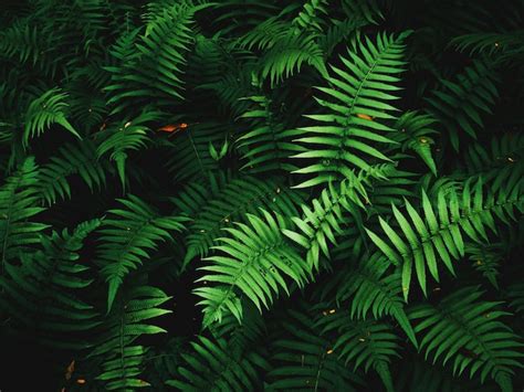 Premium Photo Fern Leaves On Dark Background In Jungle Dense Dark Green