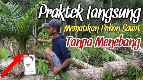 Praktek Langsung Cara Mematikan Pohon Sawit Tanpa Menebang Youtube