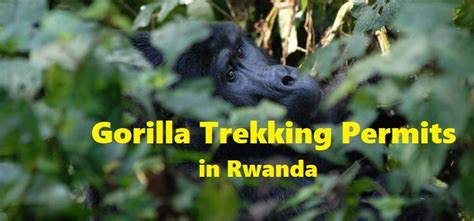 Gorilla Trekking Permits in Rwanda | Gorilla Trekking Safaris