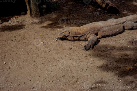 Dragon De Komodo El Lagarto M S Grande Del Mundo El Drag N De Komodo