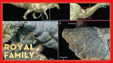 Mummified Dinosaur S Skin Was Gnashed By Ancient Crocs Youtube