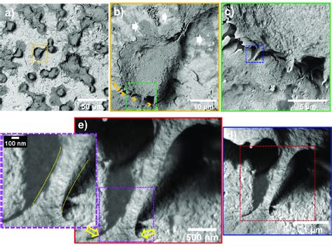 Athec Morphology And Nanoscale Cell Nts Contact Interactions After H