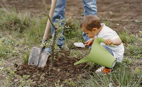 Plantation D Un Arbre Quand Et Comment Planter Un Arbre