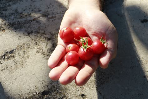 Fotos Gratis Mano Naturaleza Fruta Flor Pueblo Comida Rojo