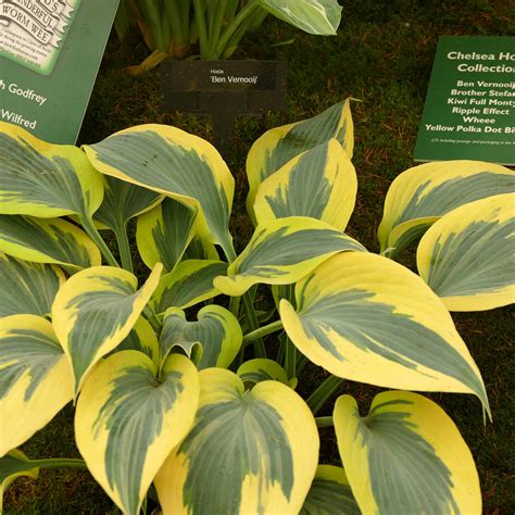 Hosta Yellow Polka Dot Bikini Des Feuilles Centre Vert Gris