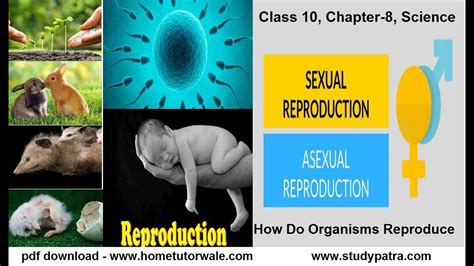 Class 10 Ch 8 How Do Organisms Reproduce Youtube