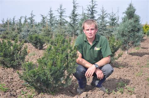 Taxus X Media Farmen Tis Starkl Zahradn K Spol S R O Stromy