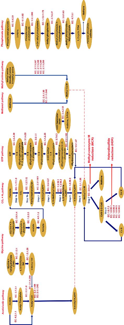 A Schematic Diagram Showing Different Methanogenesis Pathways Using Download Scientific Diagram