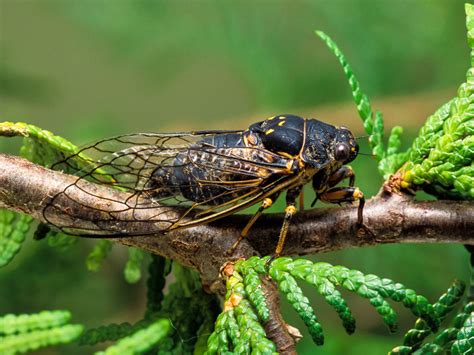 Canadian Cicada Songs Of Insects