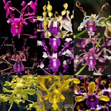 Jual Anggrek Dendrobium Keriting Remaja Masuk Pra Dewasa Shopee Indonesia