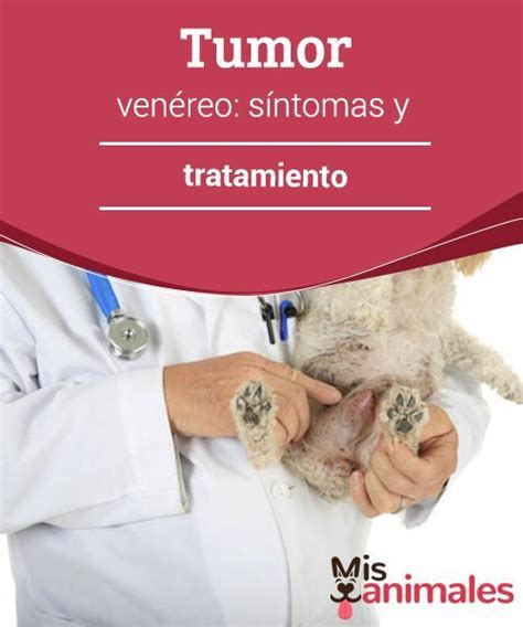 Tumor Venéreo Síntomas Y Tratamiento Tumores En Perros Enfermedades