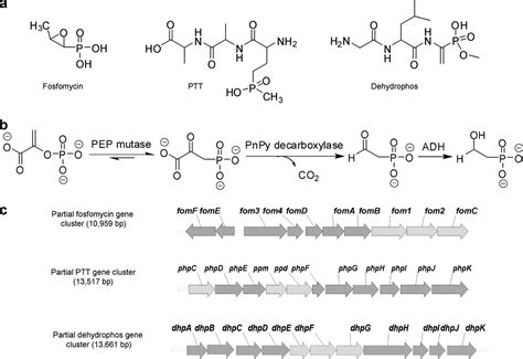 Biosynthesis Of 2 Hydroxyethylphosphonate An Unexpected Intermediate